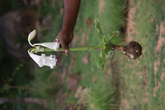 Crinum latifolium